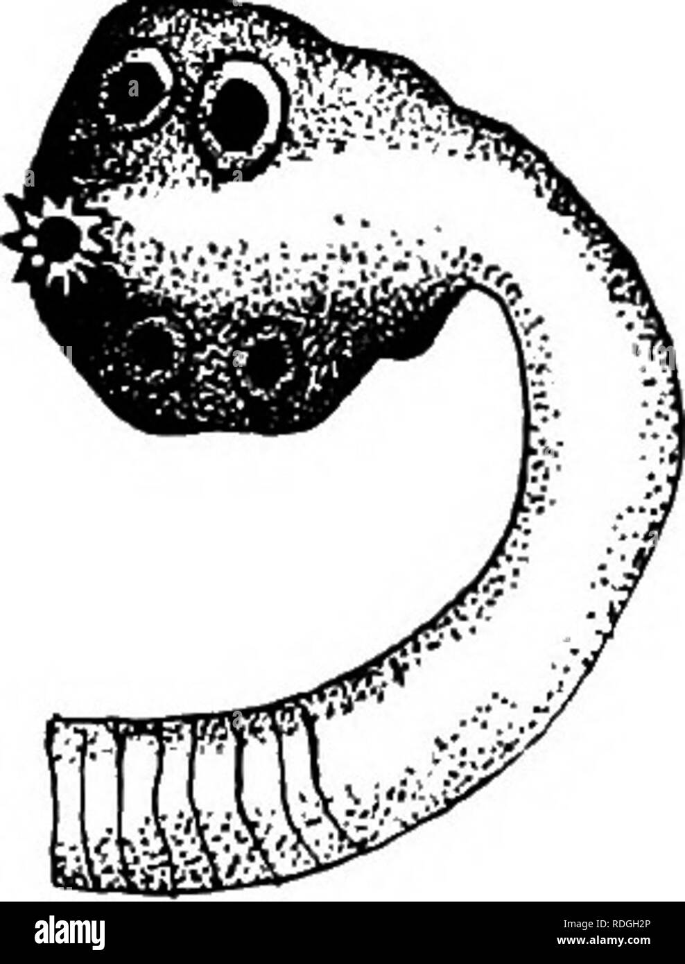 Tapeworm plant Black and White Stock Photos & Images Alamy