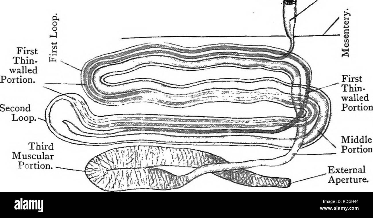 . Elementary text-book of zoology. ANNULATA. anterior end are specially contractile and form the lateral hearts. The dorsal vessel is also contractile. The brain lies in the prostomium, with a nerve-ring round the pharynx and a double nerve-chain ervous. ^^^^ ^^^ ventral surface. The nerve-chain has double ganglia in each segment. The nephridia are numerous, a pair occurring in nearly every segment. They are complex coiled tubes with an internal funnel, a coiled excretory part and a xcre ory. ^^^ bladder or vesicle leading to the exterior. The funnel always opens into the coelomic compartment  Stock Photo