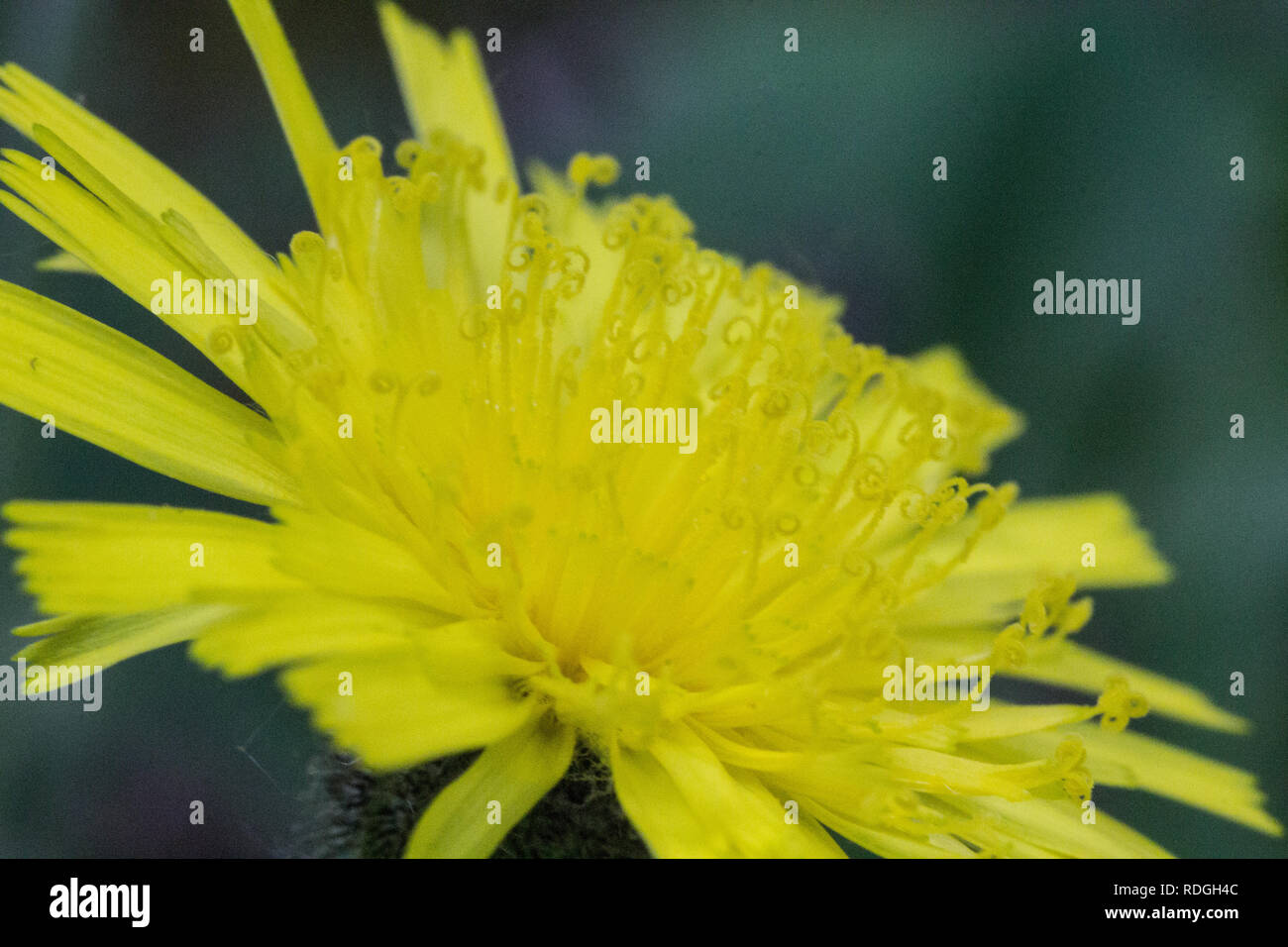 Cat's Ear Flower, Ohio Stock Photo Alamy