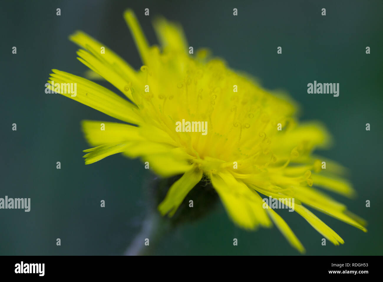 Cat's Ear Flower, Ohio Stock Photo Alamy