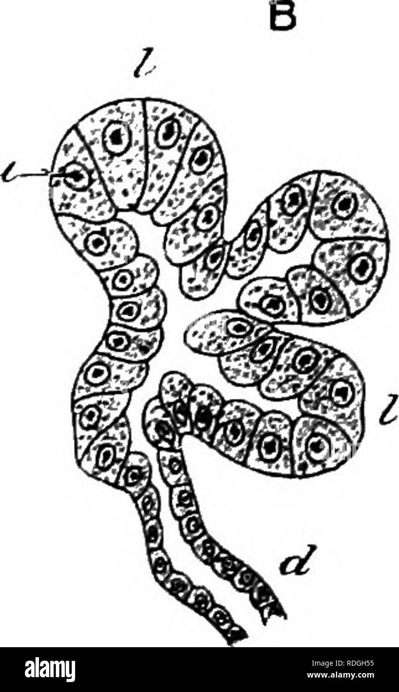An elementary course of practical zoology. Zoology. Fig. 42.—A, small portion of a section of the frog's pancreas; B, diagram showing the connection between the lobules and ducts. c, connective tissue An elementary course of practical zoology. Zoology. Fig. 42.—A, small portion of a section of the frog's pancreas; B, diagram showing the connection between the lobules and ducts. c, connective tissue