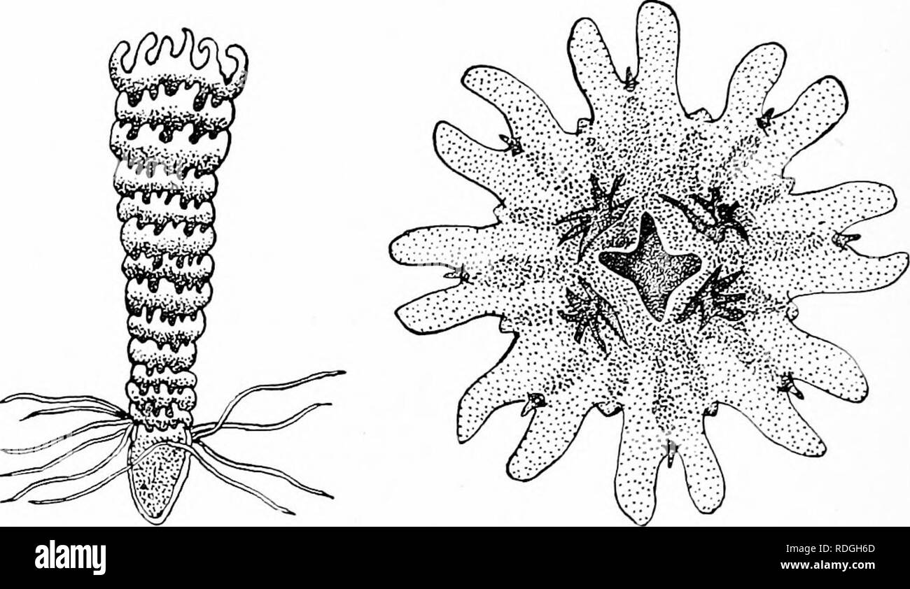 . A textbook in general zoology. Zoology. 64 HYDR.E, JELLYFISIIES, SEA ANEMONES, CORAL POLYI S an inch high (Fig. 21). After eighteen months tiiis form begins to increase greatly in length and becomes marked off into many transverse divisions by circular, transverse constrictions so that it resembles a pile of saucers with. Fig. 22. — Hydralike stage of Aurelia ; saucer forms. After Agaa.siz. Fig. 23. — Saucer stage of Aurelia. scalloped edges (Fig. 22). Finally, each division, or saucer, breaks away, swims off, and is known as an ephyra (Fig. 23). The ephyra, with a few changes, soon develops Stock Photo