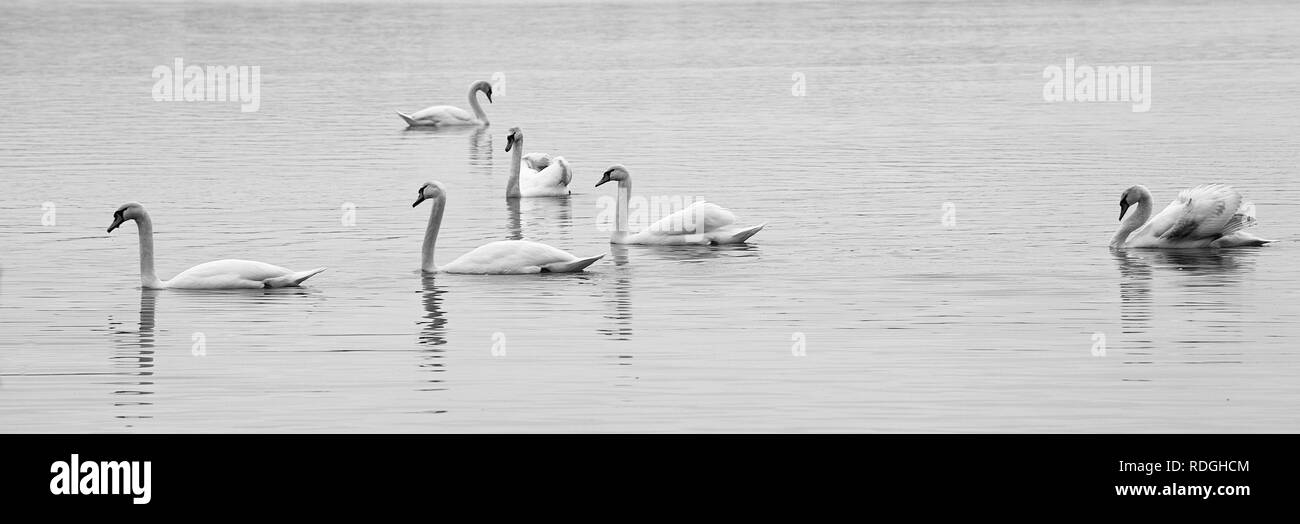 White Swans on Lake Stock Photo