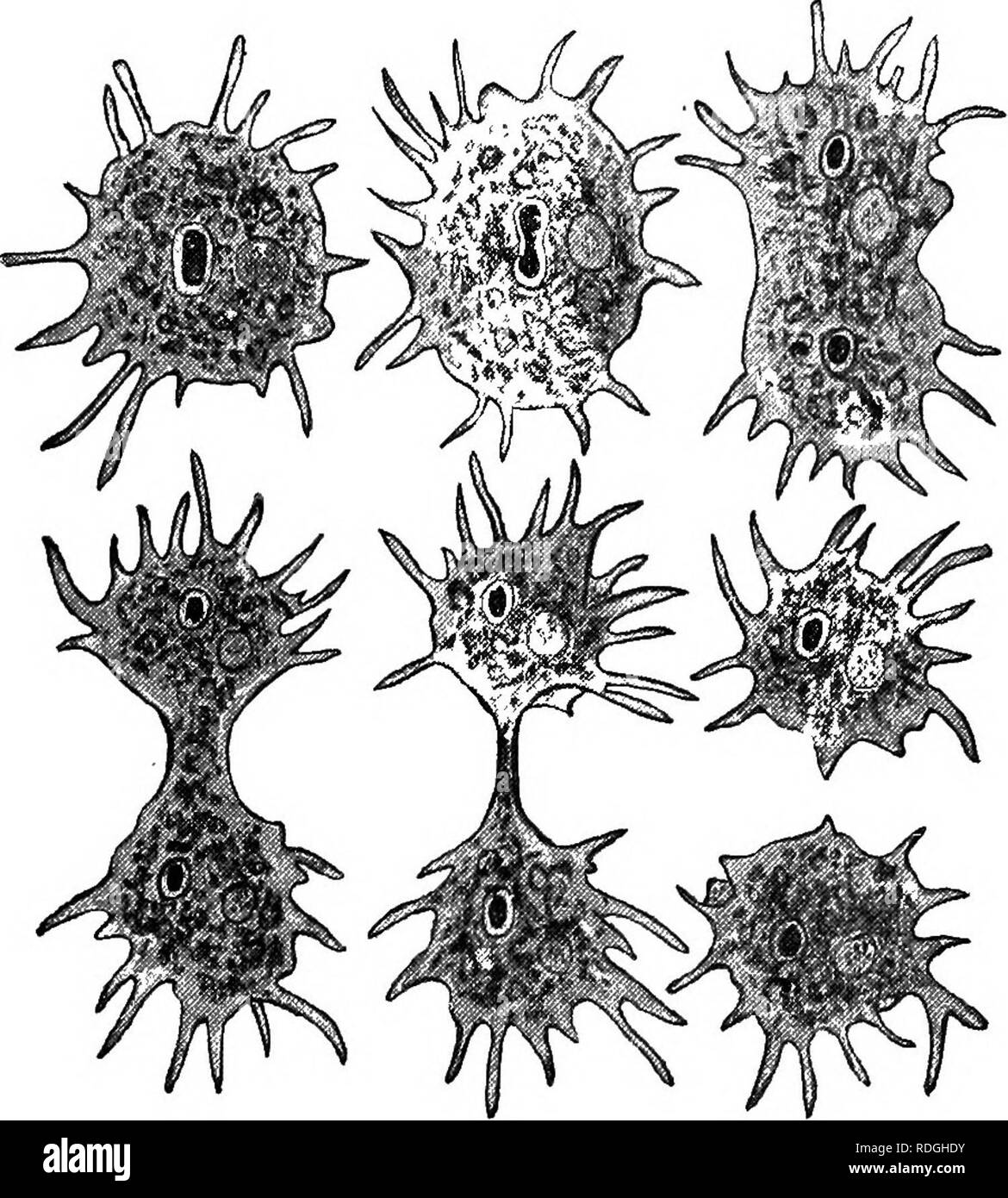 . A textbook in general zoology. Zoology. NATURE OF CELLS 17 are made up of an aggregation of cells, — nucleated masses of protoplasm. In the many-celled animals, the cells are of various shapes and have various functions to perform. Some cells are cyUndrical, some spherical, some flat and scalelike, some like a cube, some like a pyramid, and some. Pig. 6. — Stages in the division of an amoeba. After Schultze. greatly elongated and spindle-shaped. Some cells perform the function of motion, e.g. those of the muscles; others carry impulses, e.g. the nerve cells; others secrete digestive fluids,  Stock Photo