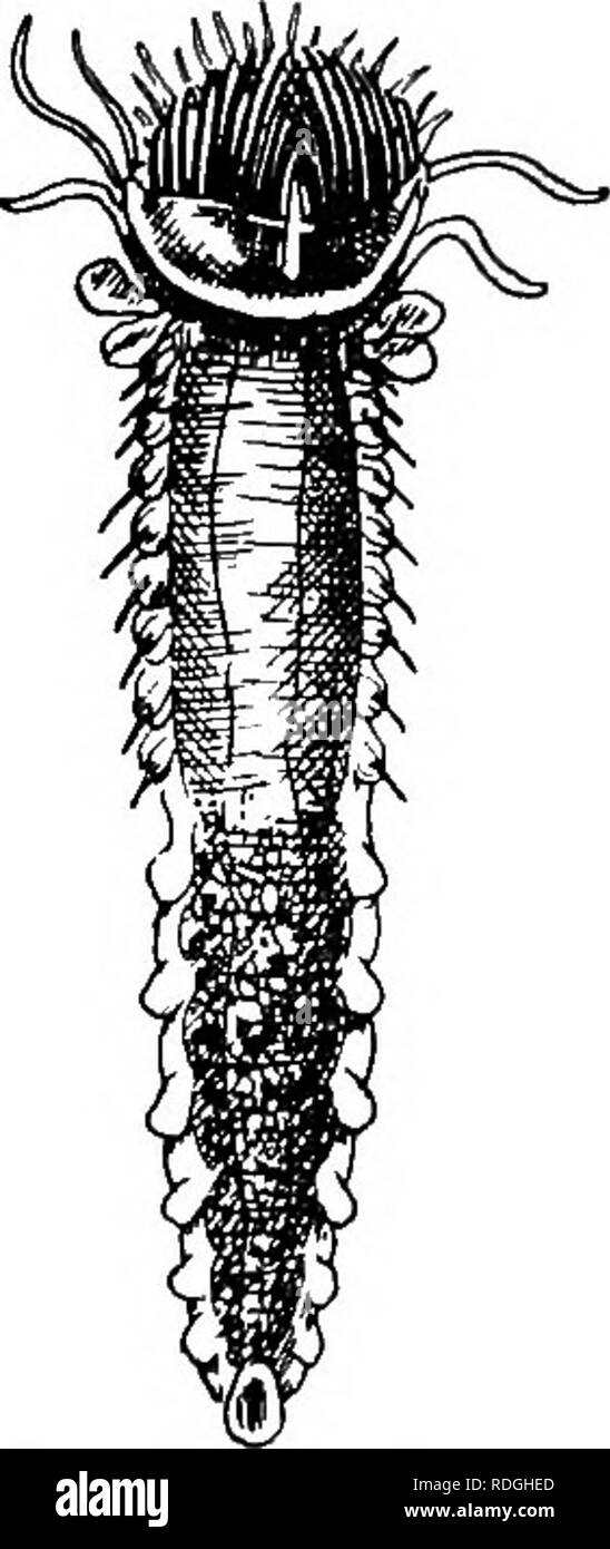 . An introduction to zoology, with directions for practical work (invertebrates). . FiQ. 40.—The upper eud of the empty Fig. 41.—Pectinaria removed tube of Terebella conchilega. from its tube. (From the Cambridge Natural History.) on either side below the head are two pairs of short bladder- like gills. The body ends in a little disc which closes the narrower end of the tube. By means of its bristles the worm burrows, head downwards, in the sand, the narrower end of the tube alone projecting above the surface. Sabella is a worm which builds a tube of mud. It is a social form, and clusters of t Stock Photo