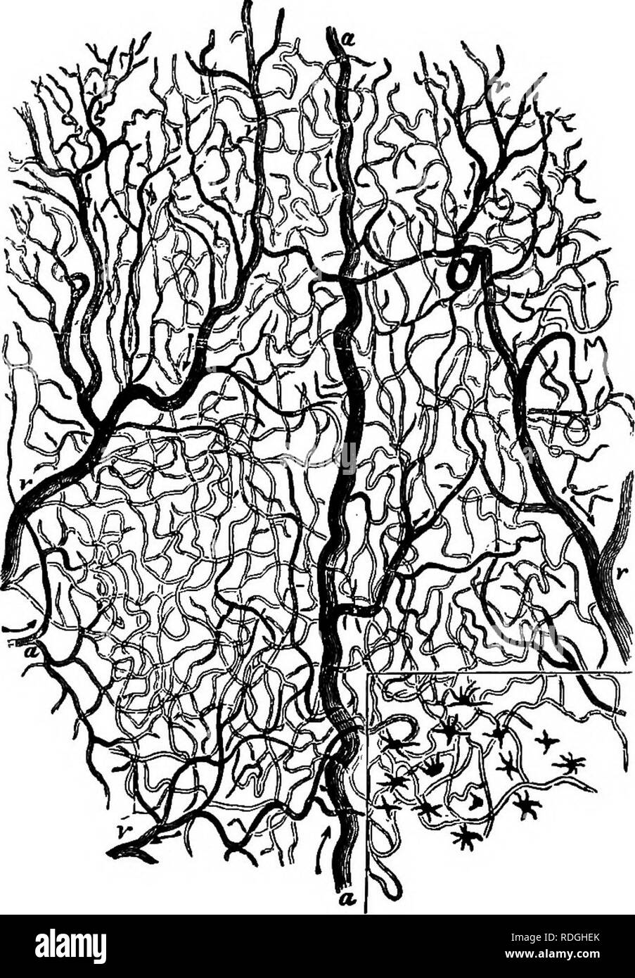 Veins Arteries Microscope High Resolution Stock Photography And Images Alamy Veins Arteries Microscope High Resolution Stock Photography And Images Alamy