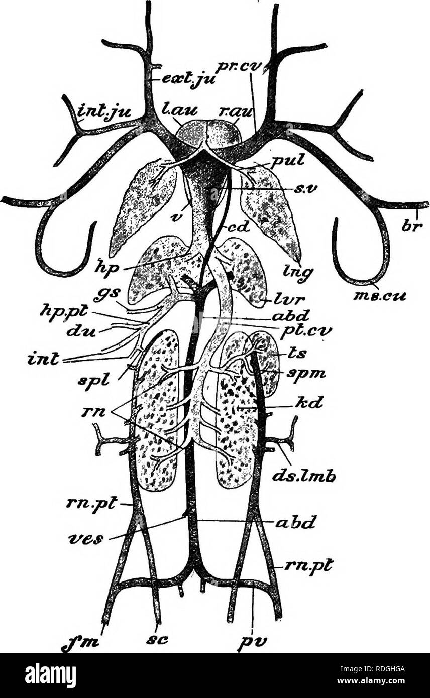 An Elementary Course Of Practical Zoology Zoology M Fig 21 The Venous System Of The Frog With The Heart Lungs Liver Kidneys And Right Testis Supposed To Be Removed From The Body