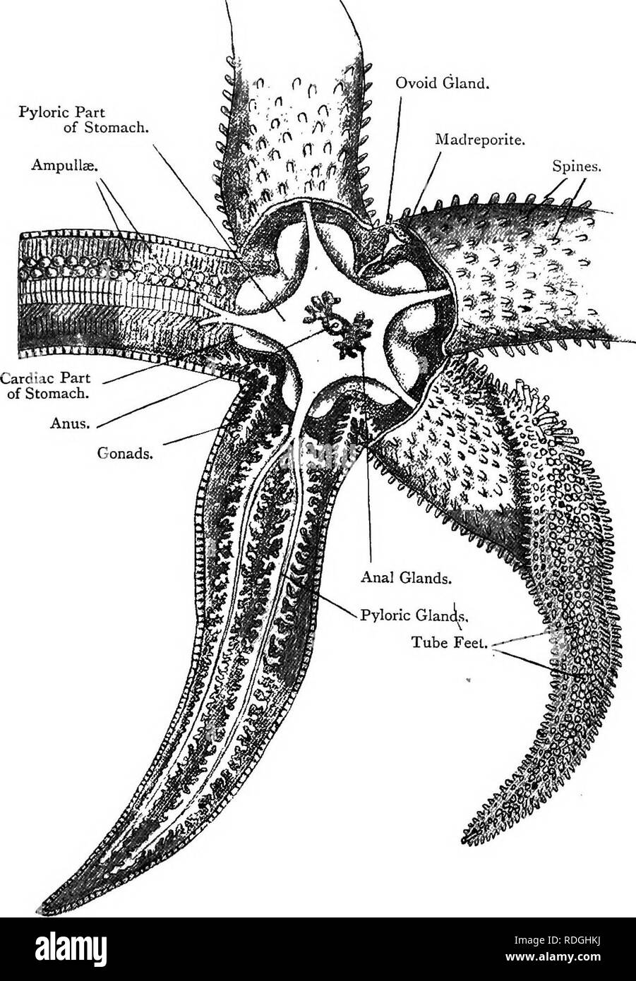 . Elementary text-book of zoology. ASTER IAS, 159 Fig. 92.—Aboral Dissection of a Common Starfish. {Ad nat.) Pyloric Part of Stomach. AmpuIlEe.. The lower right arm is turned over to show the oral surface ; the lower left arm has its aboral wall removed and the upper left arm has the pyloric glands removed.. Please note that these images are extracted from scanned page images that may have been digitally enhanced for readability - coloration and appearance of these illustrations may not perfectly resemble the original work.. Masterman, Arthur Thomas. Edinburgh, E. &amp; S. Livingstone Stock Photo
