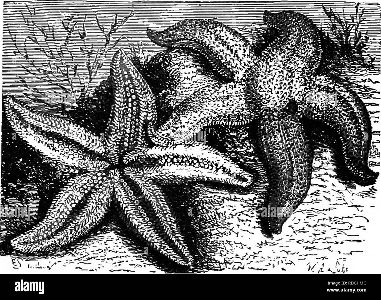 . Elementary text-book of zoology. 156 ARCHICCELOMATA. CHAPTER XV. ARCHICCELOMA TA. ASTERIAS. BALANOGLOSSnS. LOPHOPUS. SAGITTA. WALDHEIMIA. I.—ASTERIAS. Phylum Archicoelomata. Sub-Phylum Echinodermata. Class Asteroidea. Fig. 89.—Asterias Rubens x .. On the left the oral surface is seen with the five ambulacra! groove-; and tuhe-feet; on the right is the aboral surface with the madreporite between the two lower arms. Asterias rubens (the starfish) is one of the commonest marine littoral animals. The body is of a dull yellow-red colour, flattened and produced into five equal-sized arms. Externa Stock Photo
