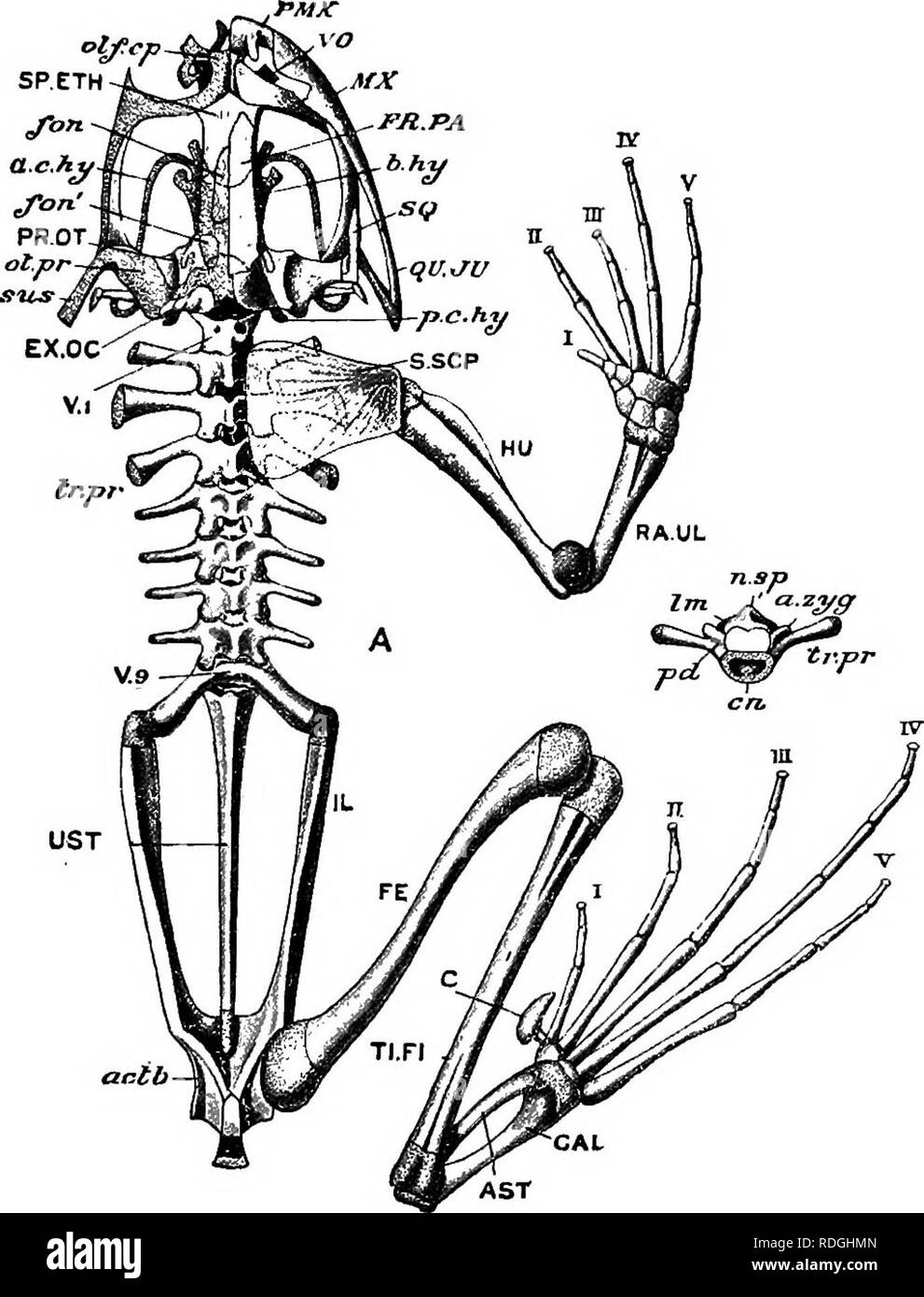 An elementary course of practical zoology. Zoology. Fig. 8.—a, skeleton of  Frog from the dorsal aspect; B, anterior face of the fourth vertebra. In A  the left half of the shoulder-girdle