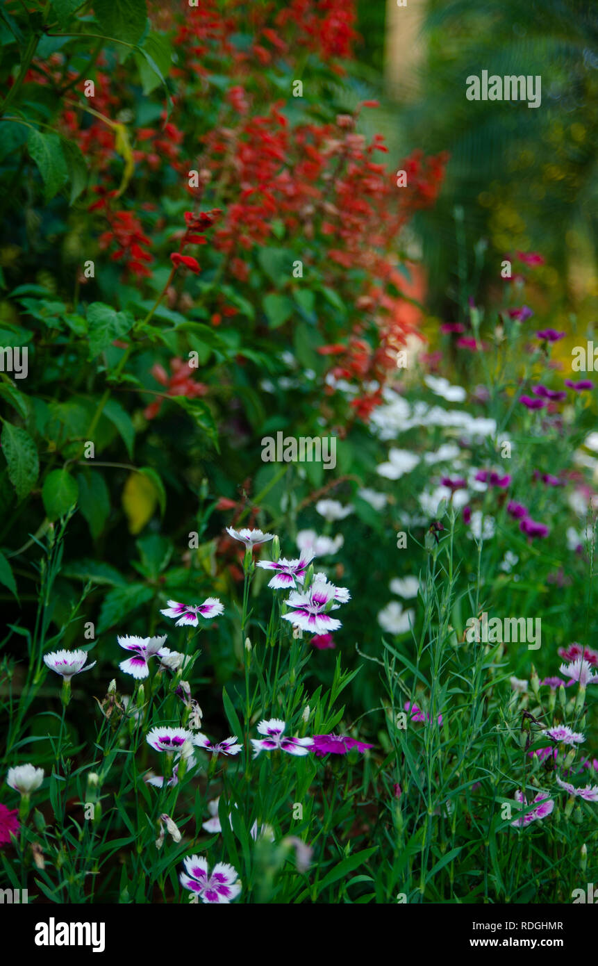 White flowers in autumn. Possibly Lobelia Cardinalis, Cardinal flower in the background in red. Stock Photo