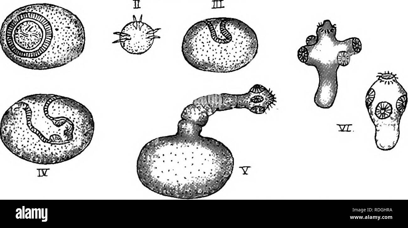 tenia solium scolice