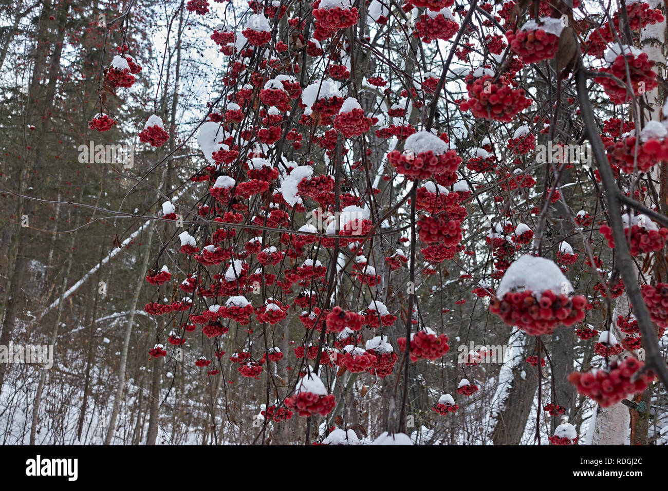 A wintery park with red snow covered clusters of berries. Stock Photo