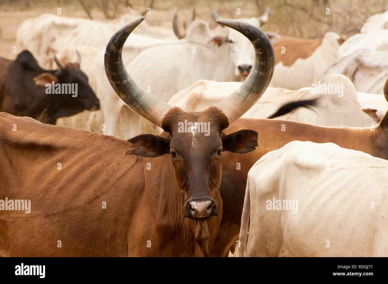 Cow herd, Karo people, Omo river valley, Southern Ethiopia, Africa Stock Photo