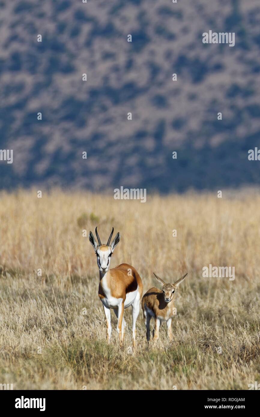 Springboks (Antidorcas marsupialis), mother with young, standing in open grassland, alert, Mountain Zebra National Park Stock Photo