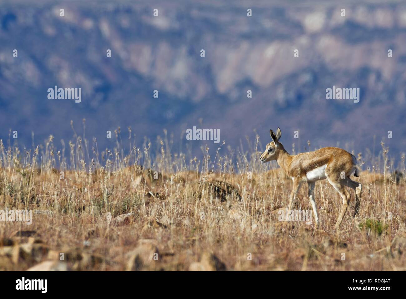Springbok (Antidorcas marsupialis), young animal, walking in high dry grass, Mountain Zebra National Park, Eastern Cape Stock Photo