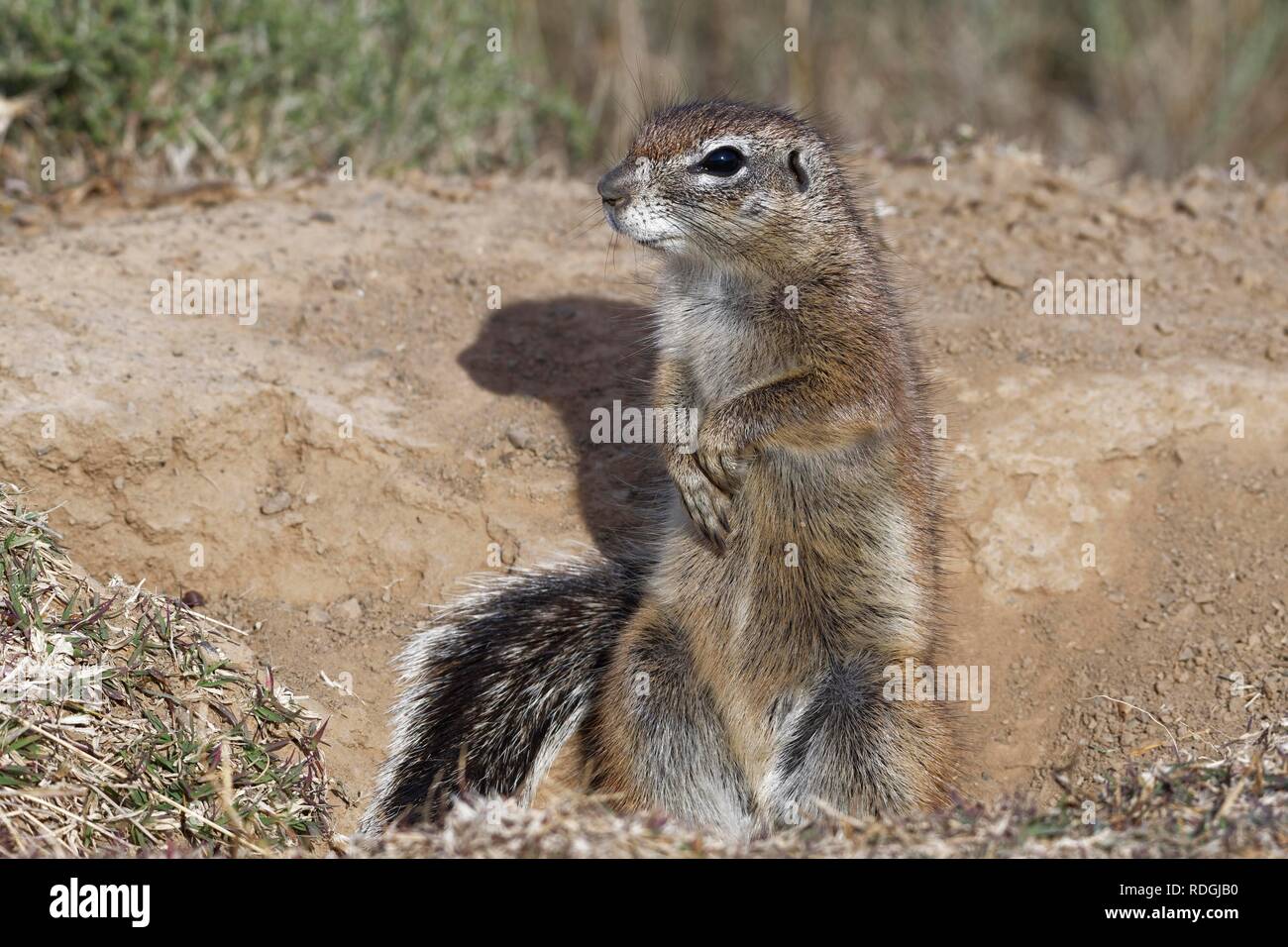 Cape ground squirrel (Xerus inauris), upstanding adult, looking out from the burrow entrance, alert Stock Photo