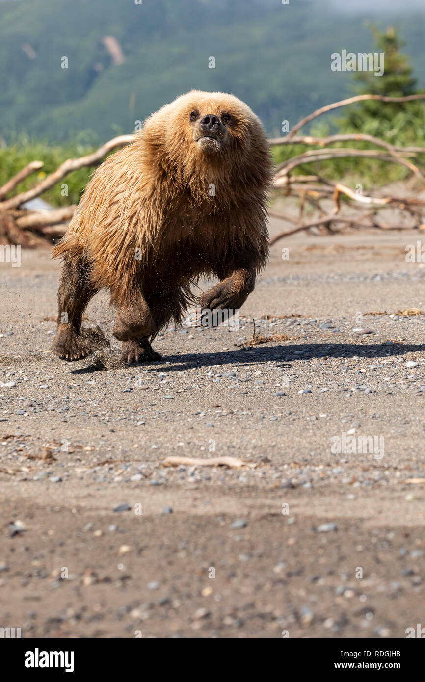 Brown Bear (Ursus arctos) playing on the beach in Lake Clark National Park, Alaska Stock Photo