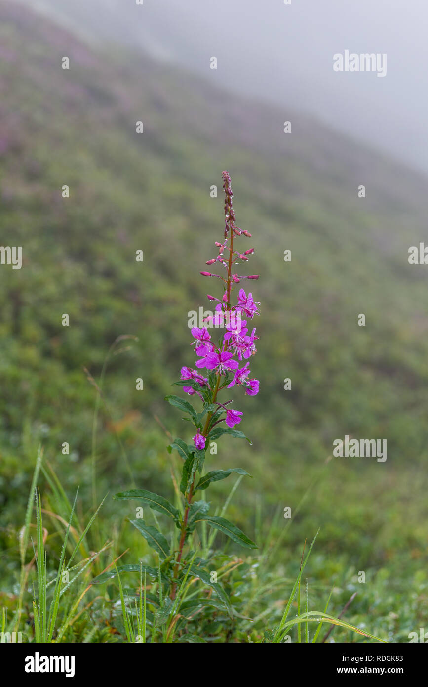 Blume mit Tautropfen im Nebel Stock Photo