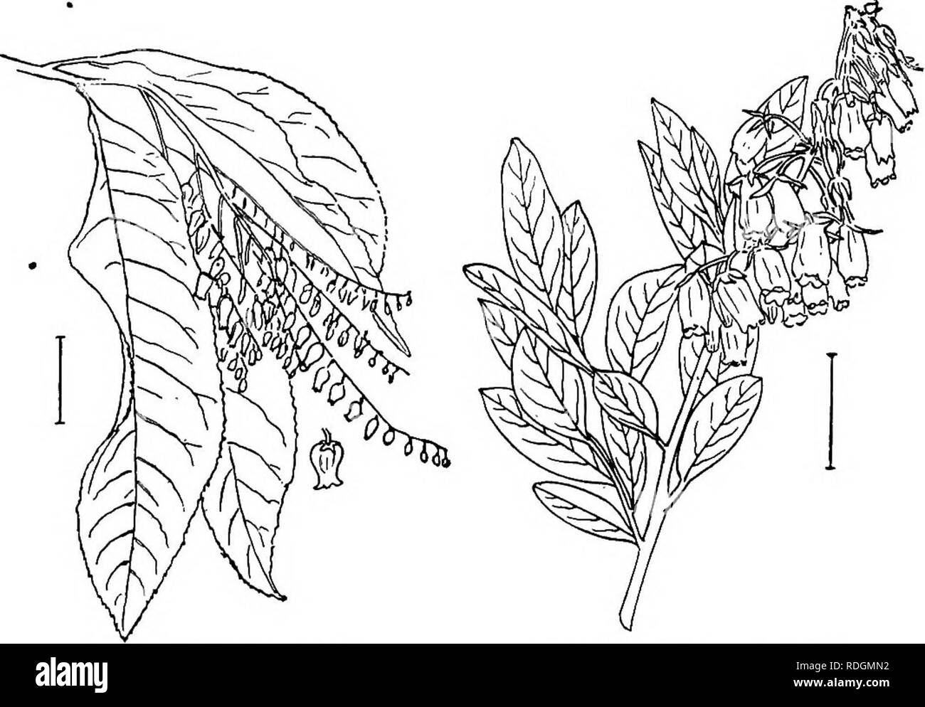 . Ornamental shrubs of the United States (hardy, cultivated). Shrubs. 252 DESCRIPTIONS OF THE SHRUBS. Fig. 427. — Sourwood. Fio. 428. — Stagger-bush. KEY TO THE ANDROMEDA-LIKE SHEUBS * Leaves thick and evergreen (Privet Andromeda of the 2d * is nearly evergreen). (A.) A. Flowers very small,  inch long, globular, nodding and clus- tered in axils of somewhat reduced leaves, Feb.-April. Shrub or tree with scurfy twigs, 5-25 feet tall. Scurfy Andromeda (417) — Andromeda (Xolisma) ferruglnea. A. Flowers more elongated ^usually twice as long as wide. (B.) B, Flowers in one-sided racemes. (C.) C. Fl Stock Photo