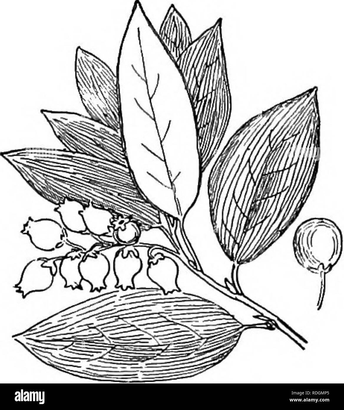 . Ornamental shrubs of the United States (hardy, cultivated). Shrubs. Fio. 414. — Pringle's Arcto- staphylos. Fig. 415. — Bicolored Aroto- staphylos. KEY OF FORMS OF AECTOSTAPHYLOS FROM THE PACIFIC REGION HARDY ONLY SOUTH * Leaves smooth and fruit on smooth stems. (A.) A. Flowers in umbel-like clusters ; shrub 3-10 feet. Downy Arc- TOSTAPHTLOs (410) — Arofostaphylos piingens. A. Flowers in elongated clusters; shrub or tree to 30 feet. Man- zANiTA (411) — Arctostaphylos Manzanita. * Leaves smooth ; fruit stems glandular. (B.) B. Flowers in elongated clusters; shrub or tree 8-25 feet. Pale- leav Stock Photo