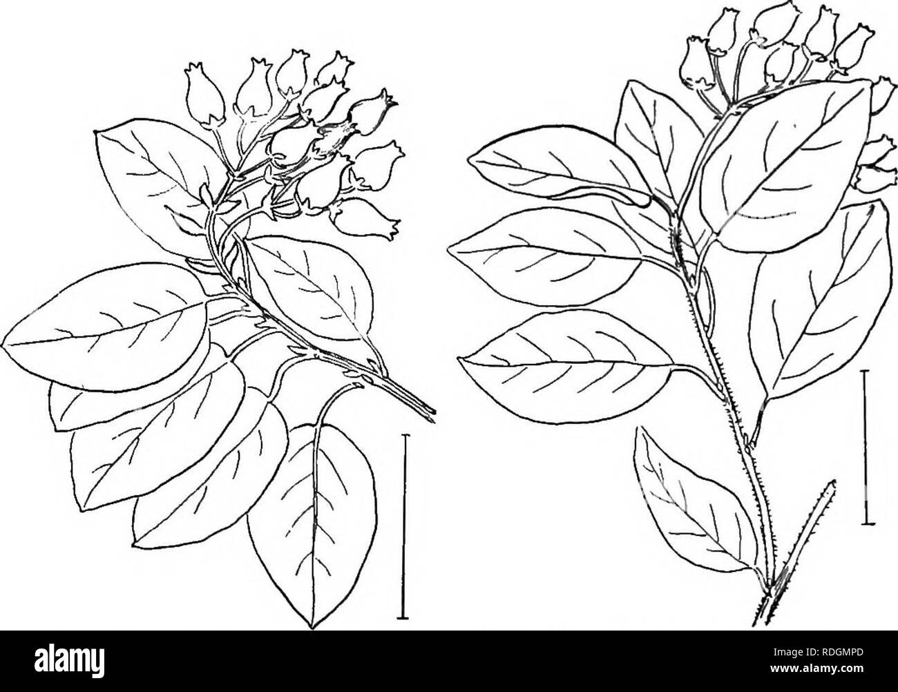 Bristly appearance hires stock photography and images Alamy