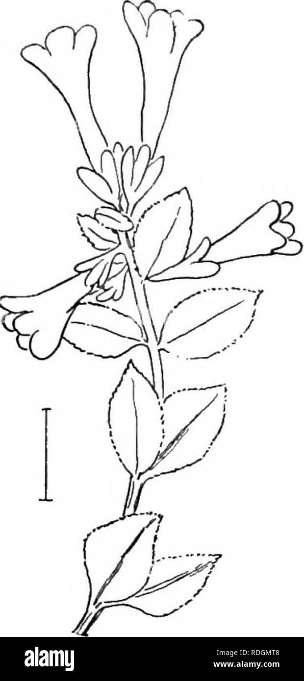 . Ornamental shrubs of the United States (hardy, cultivated). Shrubs. Fig. 392. —Entire-leaved Abelia. Fig. 393. — Mexican Abelia.. Please note that these images are extracted from scanned page images that may have been digitally enhanced for readability - coloration and appearance of these illustrations may not perfectly resemble the original work.. Apgar, A. C. (Austin Craig), 1838-1908; Draycott, Ada (Apgar). New York, Cincinnati [etc] American Book Company Stock Photo