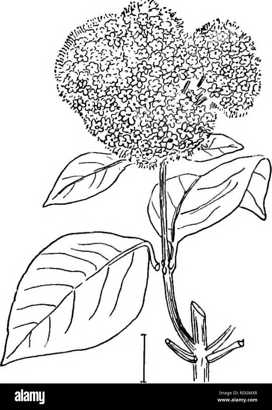 . Ornamental shrubs of the United States (hardy, cultivated). Shrubs. KEY TO THE SPECIES OF VIBURNUM 223. Fig. 367. - Hairy Laurestiuua. KEY TO THE SPECIES OF VIBURNUM * Snowball group, with all the flowers enlarged and sterile and thus forming no fruit. (A.) A. Leaves deciduous, smooth, feather-veined with notched edges but not lobed. (B.) B. Leaves finely notched, dark green above ; flower-clusters 7-8 inches broad. Chinese Snowball—Viburnum macroc^pha- lum stfirile. B. Leaves coarsely notched and plaited; flower-clusters 3 inches broad. Japanese Snowball (350) — Viburnum toment6sum plicStu Stock Photo