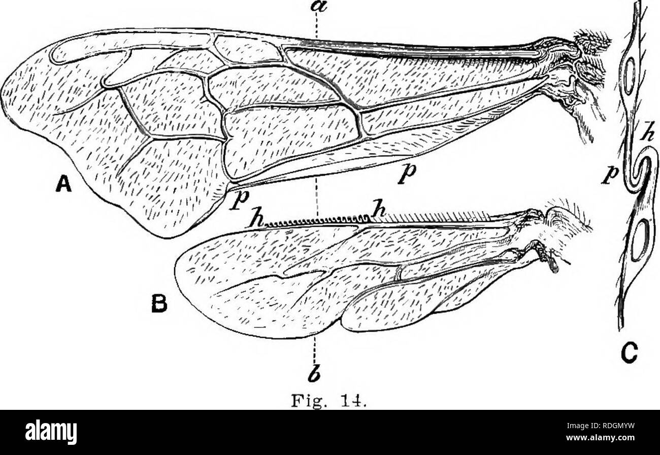 Langstroth On The Hive And Honey Bee Bees 26 Phrsiology Op The Honet Bee Wings Thus United Hey Present To The Air A Stronger Sur Face And Ie The Ijees A Greater Power