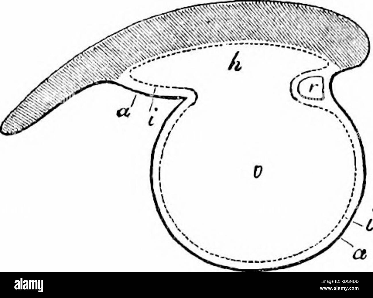 . On the anatomy of vertebrates. Vertebrates; Anatomy, Comparative ...