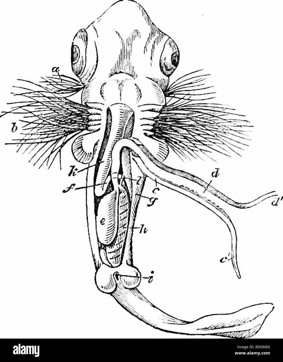 . On the anatomy of vertebrates. Vertebrates; Anatomy, Comparative; 1866. DEVELOPEMENT OE FISHES. 609 TTcll as the internal 425 This, as a rule, is the form antl structure acquired by the tail in existing Teleostomous Fishes: but the 'heterocercal' modification does not intervene between the proto- and homo-cereal ones in the GadidcR. The pectoral fins are developed usually before extrication, and are often of large relative size : in this respect, as well as in the inferior position of the mouth, in the unsymmetrical form of the tail, in the gristly skeleton, and uncovered gill-slits, the emb Stock Photo