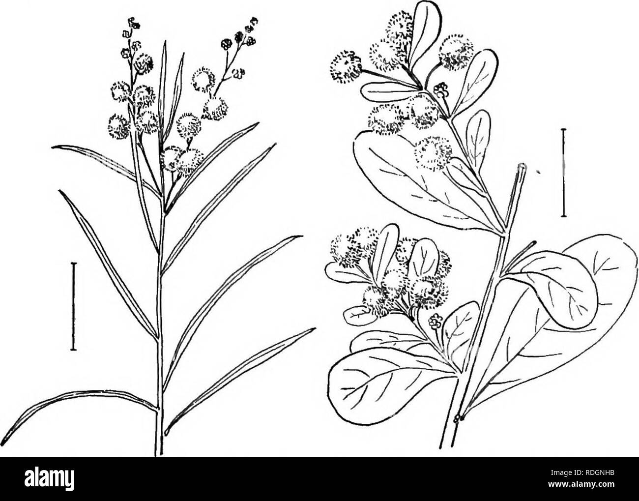 Acacia shrubs Black and White Stock Photos & Images - Alamy