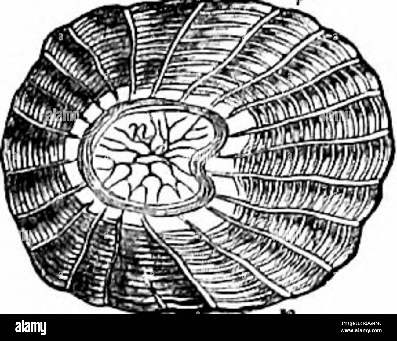 Cycloid scale hires stock photography and images Alamy