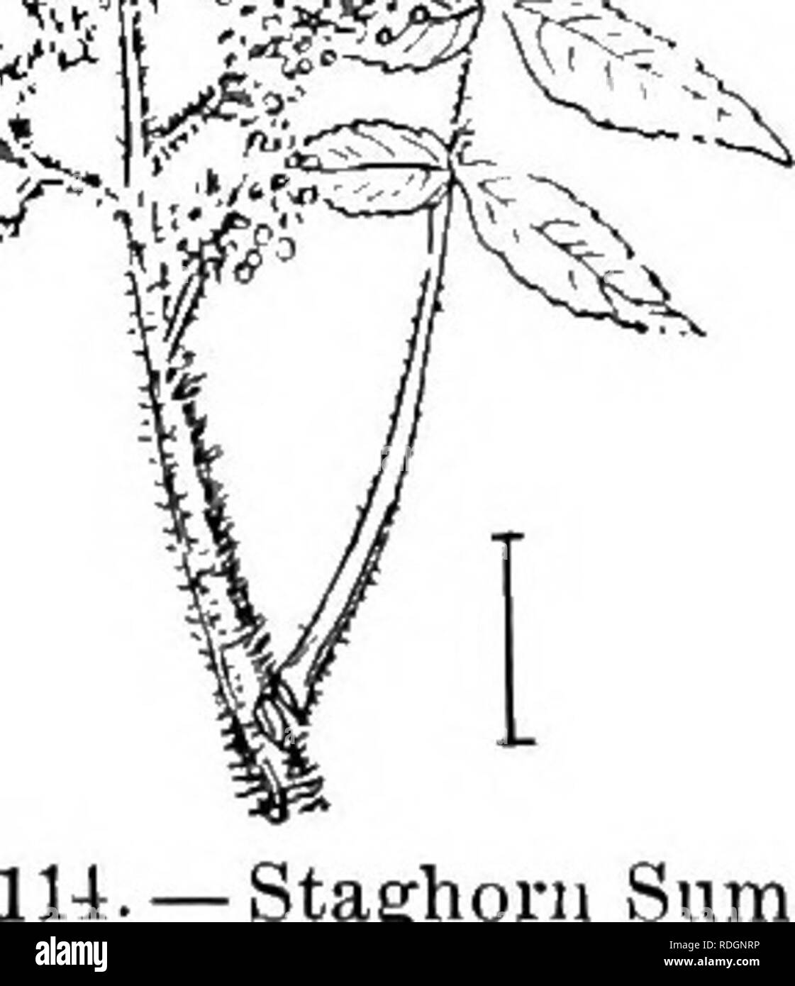 . Ornamental shrubs of the United States (hardy, cultivated). Shrubs. 106 DESCRIPTIONS OF THE SHRUBS KEY TO THE SPECIES OF STAPHYLEA * Leaves with 3 blades. (A.) A. All the blades short-stalked with serrate awned edges lj-2^ inches long; fruit 2-lobed and flattened, about an inch long; small shrub to 6 feet, from Japan. Japan Bladder Nut—. Staphylea Bumalda. A. End blade long-stalked, all finely serrated; upright shrub with stout branches 6-15 feet high ; pod 1^2 inches long. American Bladder Nut (111) — Staphylea trifblia. A. Similar to the last but the blades smoother and nearly orbicular; f Stock Photo