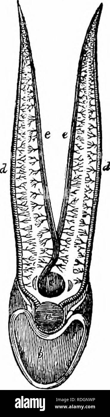 . On the anatomy of vertebrates. Vertebrates; Anatomy, Comparative