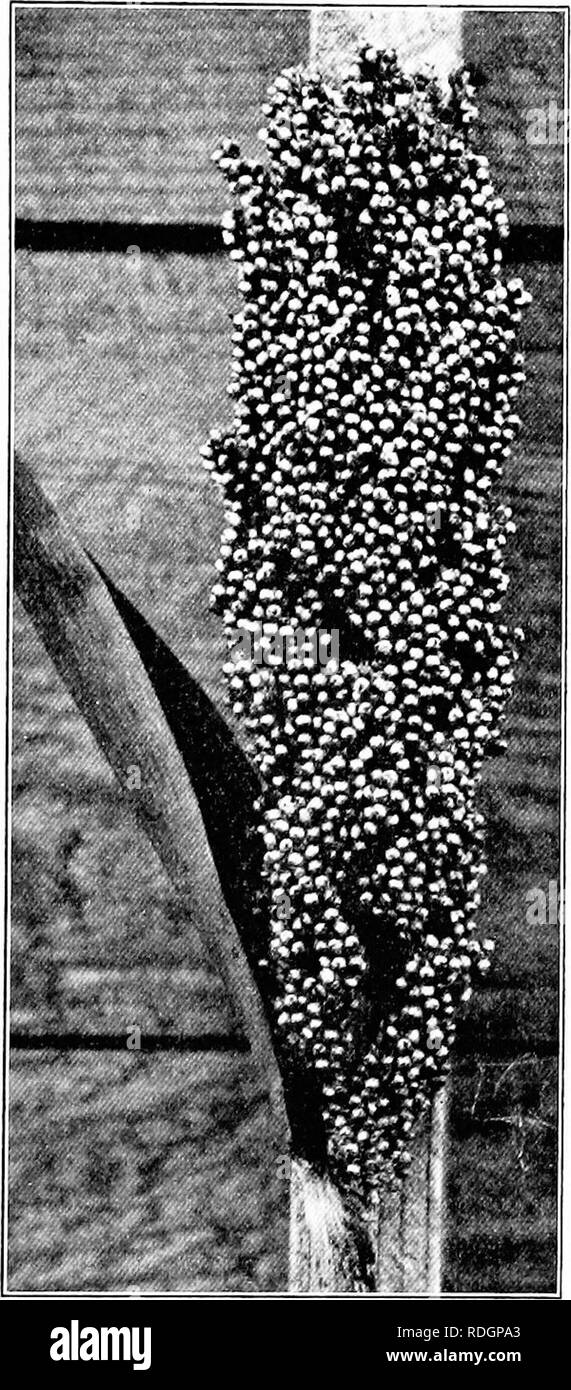. The corn crops: a discussion of maize, kafirs, and sorghums as grown in the United States and Canada. Corn; Kafir corn; Sorghum. TB.E NON-SACCHARINE SORGHUMS 311 and Brown Durras was estimated at 50,000 to 60,000 acres in 1908.1 239. Milo, or Yellow Milo, was introduced about 1885, ten years later than the White and Brown Dur- ras, but it quickly be- came the most popular of the group, the area in 1908 being estimated at 300,000 acres. This variety will mature in 90 to 100 days and is adapted to culture as far north as south- western Nebraska. In addition to the standard varieties, there is  Stock Photo