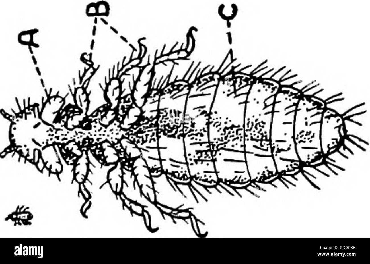 . Animal parasites and parasitic diseases . Domestic animals; Veterinary medicine. PARASITOLOGV. 41 whose quarters are separated only by a partition, may get upon horses and cattle and cause temporary parasitism. Each parasite has its own host or hosts and will not live permanently upon another. Lice of Birds. The Large Hen Louse.—Menopon Biseriatum. This is the largest louse found upon the hen. It is about one-twelfth of an inch in length, light in color, with mouth parts arranged for mastication as illustrated in Fig. 10. The free extremities of the legs are provided with booklets which aid  Stock Photo