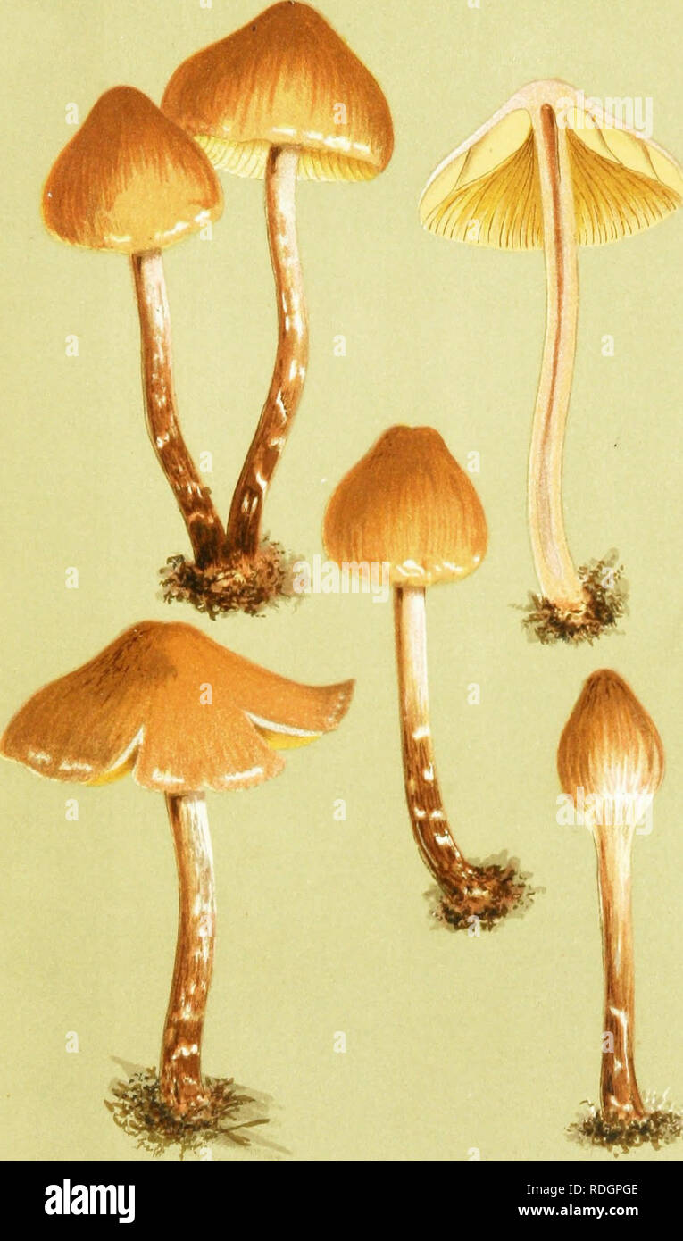 . Illustrations of British Fungi (Hymenomycetes) to serve as an atlas to the &quot;Handbook of British fungi&quot;. Fungi; Botany. (PERMINI. PL, 4-65.. AGARICUS (NAUCORIA) ANGUINEUS. Fries, on the ground in, woods. Fordinghridije.. Please note that these images are extracted from scanned page images that may have been digitally enhanced for readability - coloration and appearance of these illustrations may not perfectly resemble the original work.. Cooke, M. C. (Mordecai Cubitt), b. 1825; Cooke, M. C. (Mordecai Cubitt), b. 1825. Handbook of British fungi. London, Williams and Norgate Stock Photo