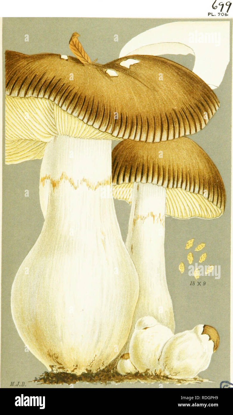 . Illustrations of British Fungi (Hymenomycetes) to serve as an atlas to the &quot;Handbook of British fungi&quot;. Fungi; Botany. CORTINARIUS (PHLEBMACIUM) BERKELEYI. Cooke. {=^CorHnariu» amfractiu. Berk, not Fries.) In v&gt;oodt.. Please note that these images are extracted from scanned page images that may have been digitally enhanced for readability - coloration and appearance of these illustrations may not perfectly resemble the original work.. Cooke, M. C. (Mordecai Cubitt), b. 1825; Cooke, M. C. (Mordecai Cubitt), b. 1825. Handbook of British fungi. London, Williams and Norgate Stock Photo
