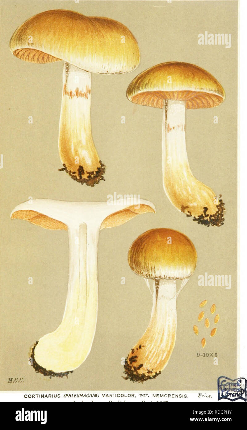 . Illustrations of British Fungi (Hymenomycetes) to serve as an atlas to the &quot;Handbook of British fungi&quot;. Fungi; Botany. PL. 863.. CORTINARIUS (PHLEQMACIUM) VARIICOLOR, rtar. NEMORENSIS. Fries. under beech. Carlisle. Sept. 1887.. Please note that these images are extracted from scanned page images that may have been digitally enhanced for readability - coloration and appearance of these illustrations may not perfectly resemble the original work.. Cooke, M. C. (Mordecai Cubitt), b. 1825; Cooke, M. C. (Mordecai Cubitt), b. 1825. Handbook of British fungi. London, Williams and Norgate Stock Photo