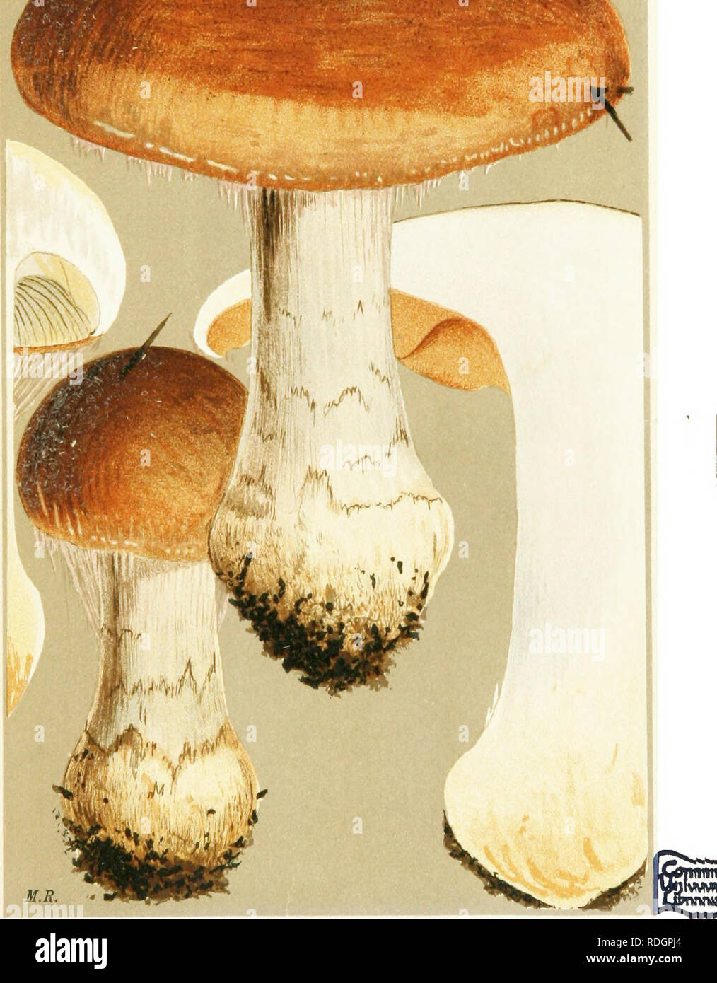 . Illustrations of British Fungi (Hymenomycetes) to serve as an atlas to the &quot;Handbook of British fungi&quot;. Fungi; Botany. CORTINARIUS (PHLEQMACWM) VARIICOLOR. Fries. /'• .,• ine woods. I - ' Jfe&lt;'=y^-n. Please note that these images are extracted from scanned page images that may have been digitally enhanced for readability - coloration and appearance of these illustrations may not perfectly resemble the original work.. Cooke, M. C. (Mordecai Cubitt), b. 1825; Cooke, M. C. (Mordecai Cubitt), b. 1825. Handbook of British fungi. London, Williams and Norgate Stock Photo