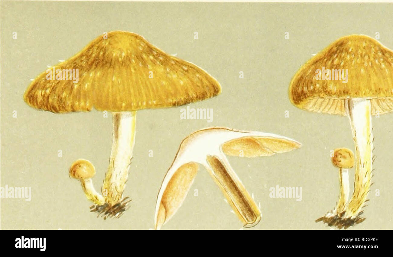 . Illustrations of British Fungi (Hymenomycetes) to serve as an atlas to the &quot;Handbook of British fungi&quot;. Fungi; Botany. MJ.B. PL. 438 .•an '. AGARICUS IFLAMUULAI FLOCCIFER. Berk, on Ume stumps. Colleyweston.. Please note that these images are extracted from scanned page images that may have been digitally enhanced for readability - coloration and appearance of these illustrations may not perfectly resemble the original work.. Cooke, M. C. (Mordecai Cubitt), b. 1825; Cooke, M. C. (Mordecai Cubitt), b. 1825. Handbook of British fungi. London, Williams and Norgate Stock Photo