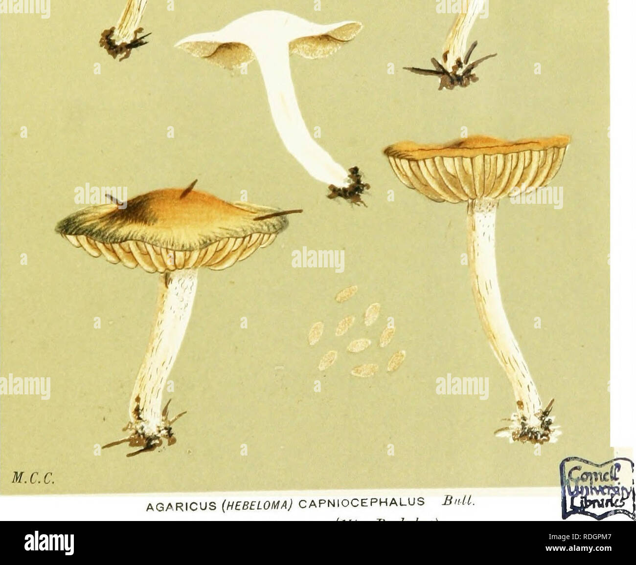 . Illustrations of British Fungi (Hymenomycetes) to serve as an atlas to the &quot;Handbook of British fungi&quot;. Fungi; Botany. / *'4 ,  ^mxmv,. ,. AGARICUS (HEBELOMA) CAPNIOCEPHALUS £&gt;M. aiiion;/^/ piiK- Imri-.s. Ciliiv.s Berkeley). Please note that these images are extracted from scanned page images that may have been digitally enhanced for readability - coloration and appearance of these illustrations may not perfectly resemble the original work.. Cooke, M. C. (Mordecai Cubitt), b. 1825; Cooke, M. C. (Mordecai Cubitt), b. 1825. Handbook of British fungi. London, Williams and Norgate Stock Photo