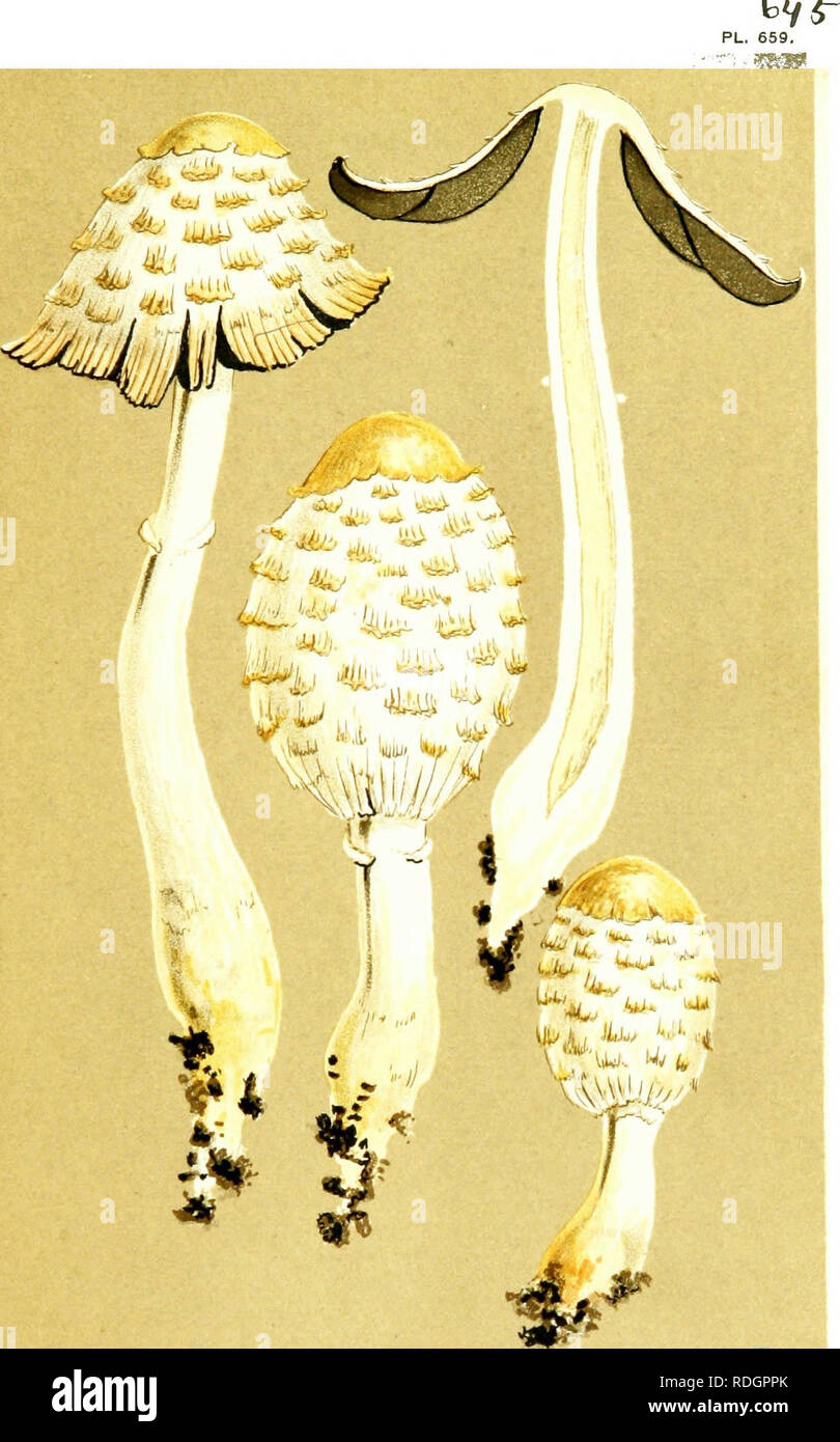 . Illustrations of British Fungi (Hymenomycetes) to serve as an atlas to the &quot;Handbook of British fungi&quot;. Fungi; Botany. /'â 'â. COPRINUS OVATUS. SchoBJf. in pastures. Woodnewton.. Please note that these images are extracted from scanned page images that may have been digitally enhanced for readability - coloration and appearance of these illustrations may not perfectly resemble the original work.. Cooke, M. C. (Mordecai Cubitt), b. 1825; Cooke, M. C. (Mordecai Cubitt), b. 1825. Handbook of British fungi. London, Williams and Norgate Stock Photo
