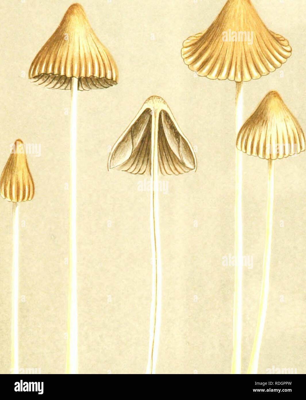 . Illustrations of British Fungi (Hymenomycetes) to serve as an atlas to the &quot;Handbook of British fungi&quot;. Fungi; Botany. ^37 deejdy sulcate.. ^ M.C.C. AGARICUS (PSATHYRELLA) ARATUS. Berk, hy hedges and vjaysides, Woodnewton.. Please note that these images are extracted from scanned page images that may have been digitally enhanced for readability - coloration and appearance of these illustrations may not perfectly resemble the original work.. Cooke, M. C. (Mordecai Cubitt), b. 1825; Cooke, M. C. (Mordecai Cubitt), b. 1825. Handbook of British fungi. London, Williams and Norgate Stock Photo
