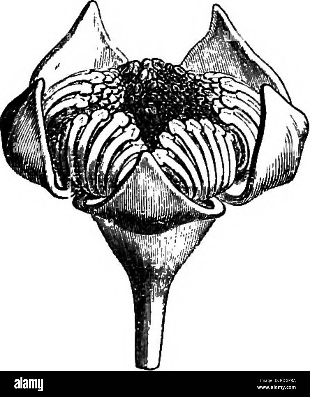 . The natural history of plants. Botany. UMBELLIFEE^. 169 ramified clusters of cymes, with articulate pedicels. The calyx is gamosepalous, 4-5-dentate; the petals are triangular and valvate; and the unilocular and uniovulate ovary is surmounted by a thick style with umbilical summit and surrounded at the base by a large epigynous 10-lobed disk. The fruit is an elongate drupe the woody putamen of which has on one side an exterior furrow corresponding to a sort of vertical incomplete false partition, to which is applied the corresponding margin of the seed. On this side the albumen has a deep fu Stock Photo