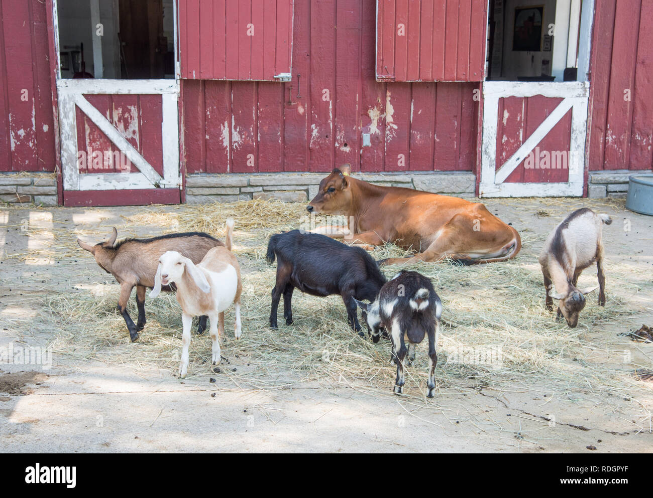 Goat Laying Down High Resolution Stock Photography and Images Alamy