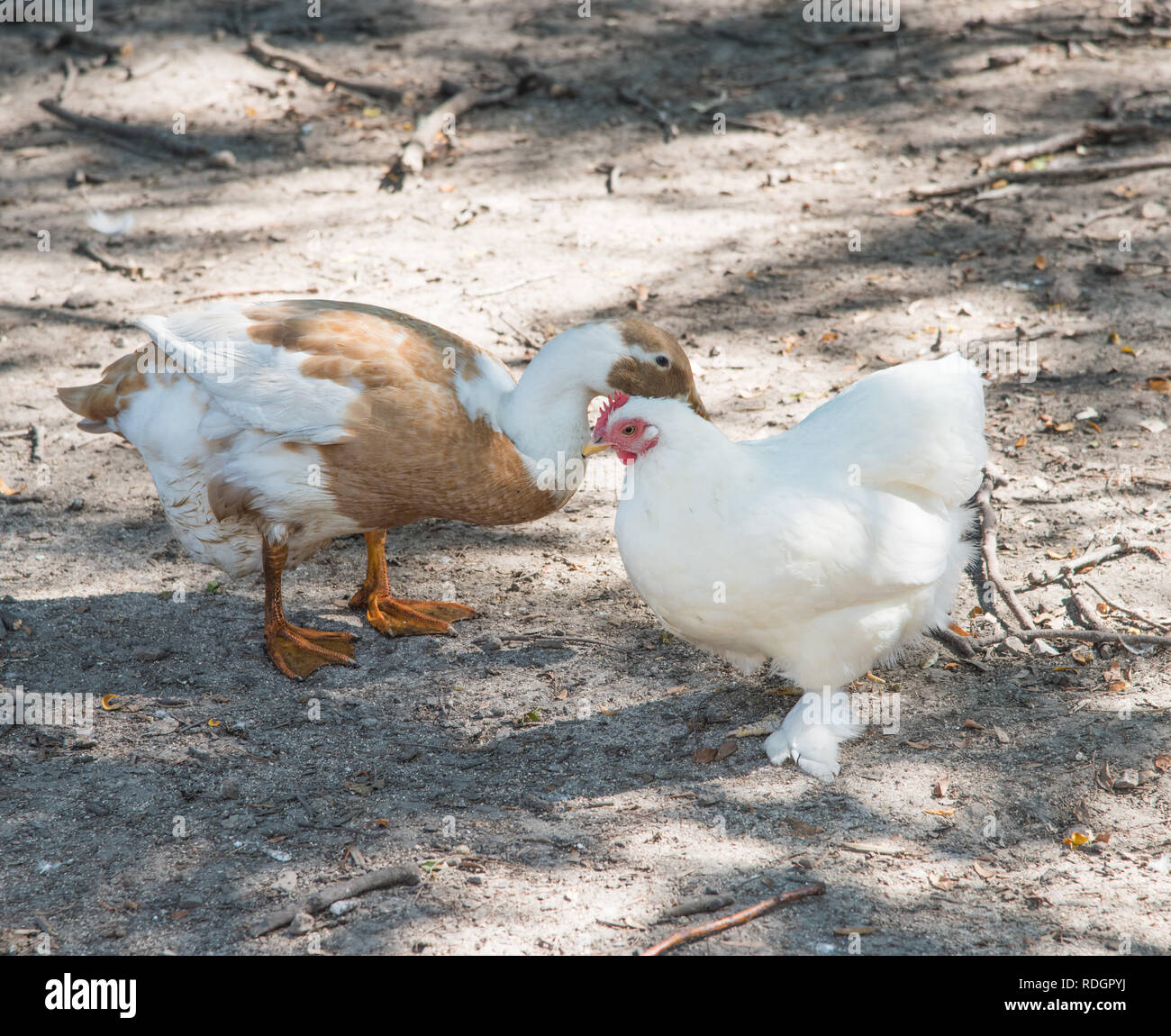 White chicken with feathered feet and two-tone duck roaming free in outdoor farm setting in Illinois. Stock Photo