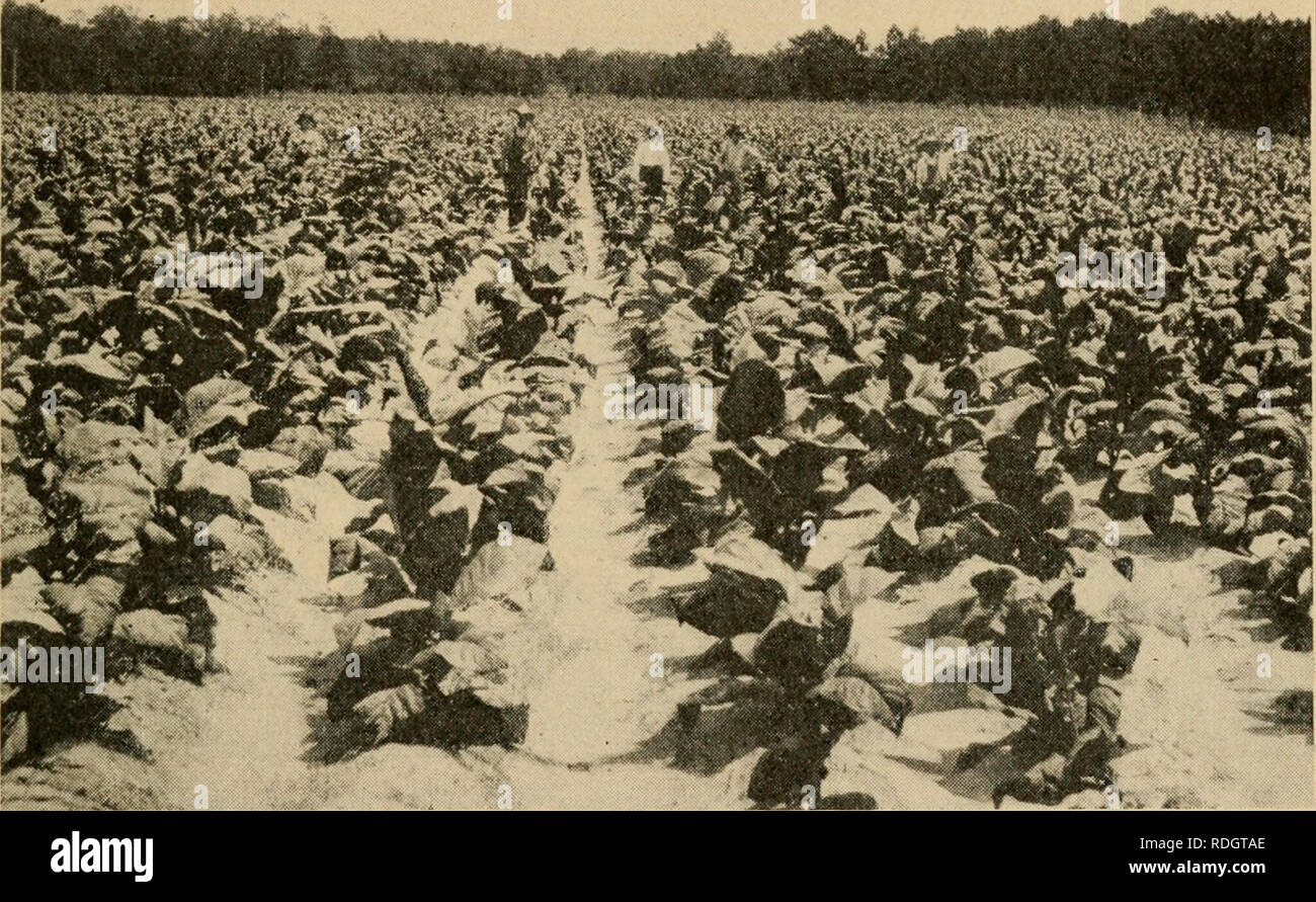 sugarcane and tobacco Effective farming; a text-book for American schools. Agriculture. Sugar-cane,  Cotton, and Tobacco 235 The field is cultivated frequently during the  growing season, beginning soon after the plants are set and continuing