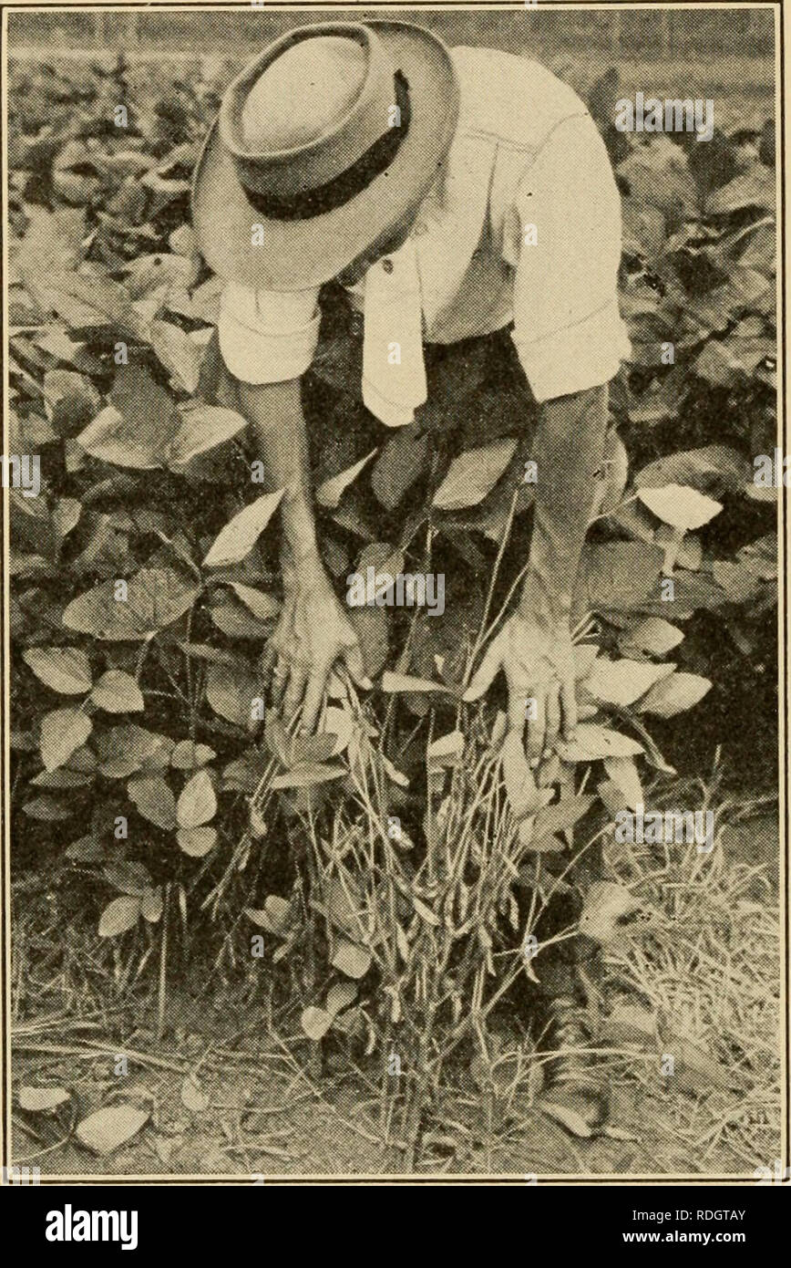 . Effective farming; a text-book for American schools. Agriculture. 192 Effective Farming dish and, like garden peas and garden beans, are rich in protein. The usual ways of planting cowpeas are broadcasting, seed- ing in rows about thirty-six inches apart, and sowing with other seeds such as corn, sorghum, or millet. When the crop is to be turned under for green-manure the seeds are generally broad- casted. When sown with corn they may be drilled in when the corn is planted or their plant- ing may be delayed until after the last cultivation of corn when they may be broadcasted or a row drille Stock Photo